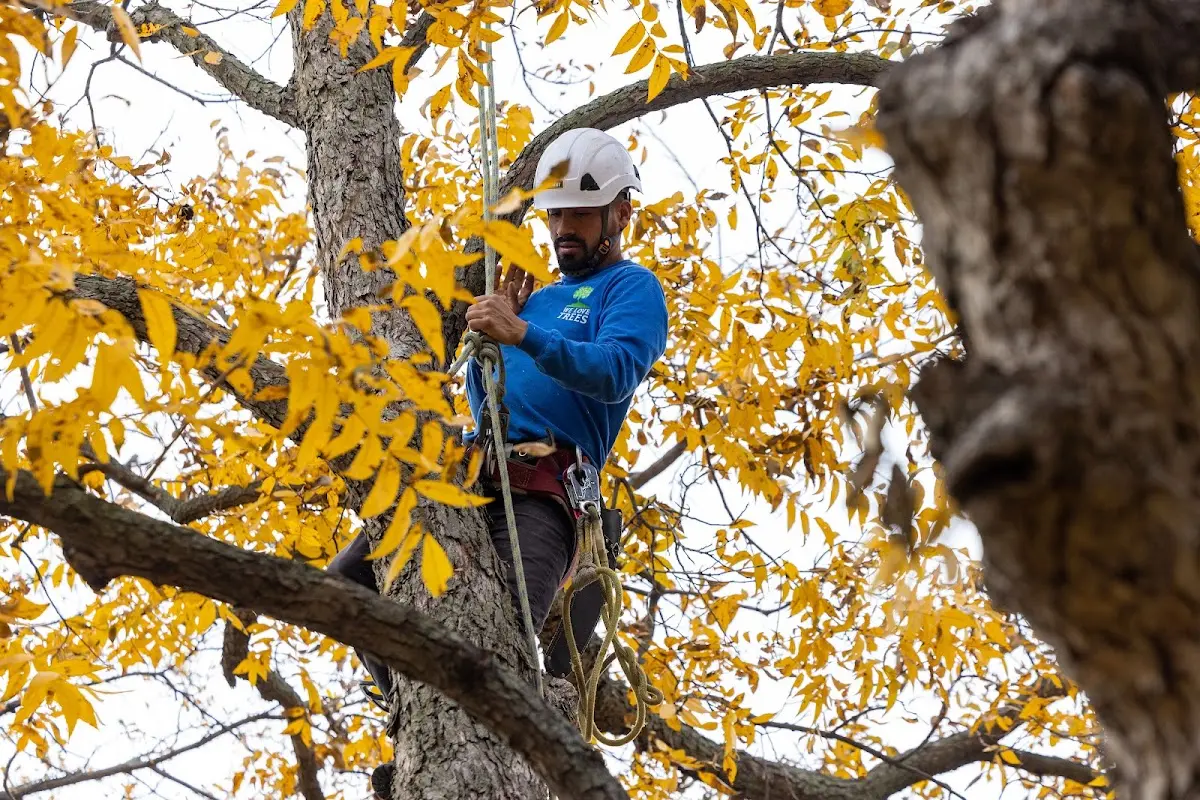 Skilled Tree Pruning crew working in Glenwood